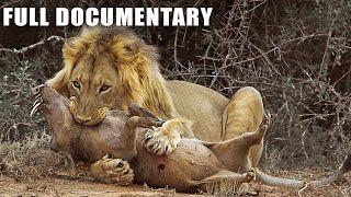 Most Ruthless Lion Attack Warthog For Dinner | Nature Animal Documentary