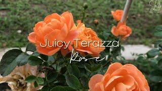 [Barakallahufik] JUICY TERAZZA ROSE IN MALAYSIA | Little Sqft