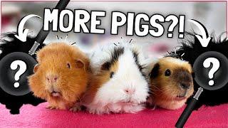 Expanding our Herd! The BEST Piggie Combos?