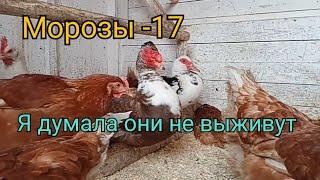 Индоутки в морозы. Я думала они не выживут