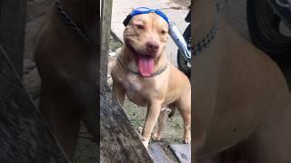 Zeus #music #phonk #edit #trap #anime #bass #pitbull #pitbullegatos