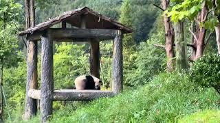 10月7日神树坪真的好美，银杏叶开始黄了，升谊在亭子里睡觉，冰宝冰仔在吃竹叶#panda #fubao #푸바오