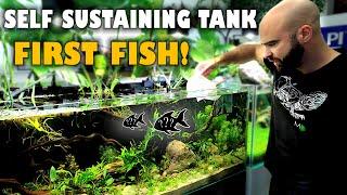 EP6 FIRST FISH! Self Sustaining Tank: no water changes, no cleaning, no filter