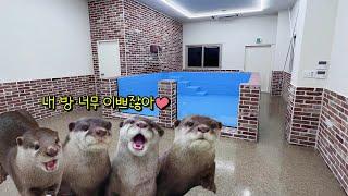 The Otter Family's House Has Been Built! the grand reveal of their new house