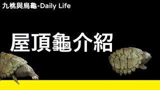 屋頂龜介紹【九桃來介紹爬蟲《Reptiles》】