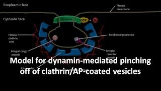 Dynamin mediated pinching off of clathrin and AP coated vesicles .