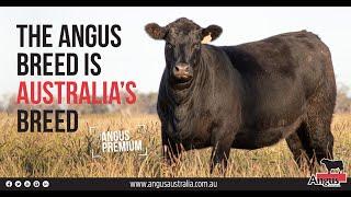 The Angus Breed is Australia's Breed!