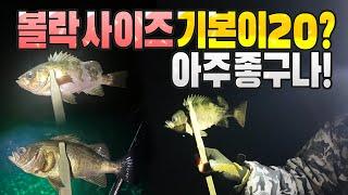 포항 볼락 포인트 여기만 한 데가 없네 사이즈 좋고 제미 난 손맛