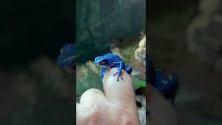 Poison Dart Frog#poisondartfrog #dartfrog #frog #frogs #amphibian #reptileroom #animals #pets #fyp