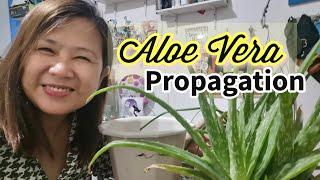 How to propagate Aloe Vera plant