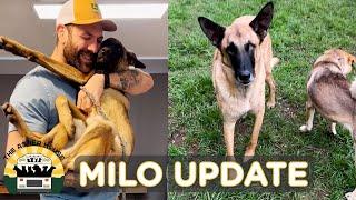 A beautiful update on one of my favorite dogs of all-time, Milo! | The Asher House