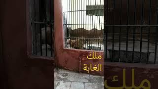 ملك الغابة