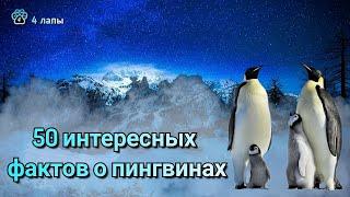 50 интересных фактов о пингвинах