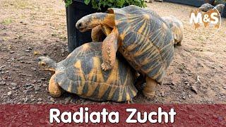  Geheimnisse der Strahlenschildkröte: Entdecke die faszinierende Astrochelys radiata