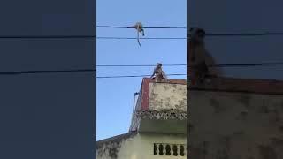 Monkey heroism