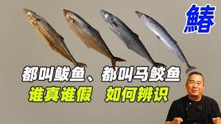 都叫鲅鱼，都叫马鲛鱼，都叫馬加鰆，谁真谁假，如何区分辨识