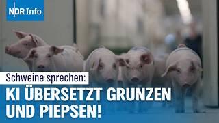 KI entschlüsselt Tierkommunikation: Forscher verstehen die Sprache von Schweinen | NDR Info