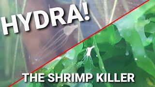 Identifying And Eliminating HYDRA In Your Shrimp Tank!