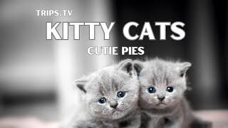 Kitty Cats - Funny Felines - Trips TV