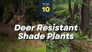 10 Deer Resistant Shade Plants for Your Garden - Flowers and Shrubs