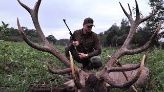 Rothirsch Jagd in der Brunft - Jagdkrone