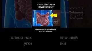 Что болит СЛЕВА под ребрами? #боль #гастроэнтеролог