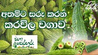 අතමිට සරු කරන තිත්ත කරවිල | Waga Perahuru - Bitter Gourd | Season 03 | EP - 01