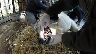 Gray Wolf Dental Exam