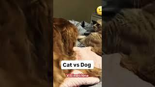 Dogs scaries form cat#cats #dogs #animals #youtubeshorts #trending