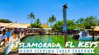 Feeding Tarpon at Robbie's Marina of Islamorada in the Florida Keys Travel Guide