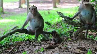 Love Monkey Primate