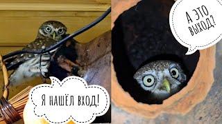 Luchik the owl has found the entrance to a large jug! Do not disturb - the owl is in the house!