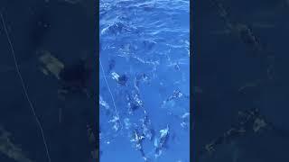These fish won't cooperate with my performance anymore.  #fishing
