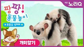 팡팡! 동물놀이ㅣ개미핥기 편ㅣ자연탐구ㅣ어린이 프로그램ㅣPangpang! Play with AnimalㅣAnt Eaterㅣ Kids Programㅣ대교 노리Q