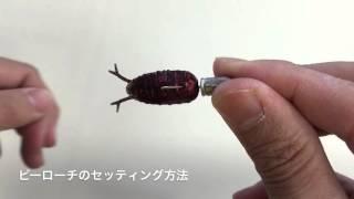 13-Roach