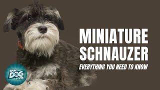 Miniature Schnauzer Dog Breed Guide | Dogs 101 - Miniature Schnauzer