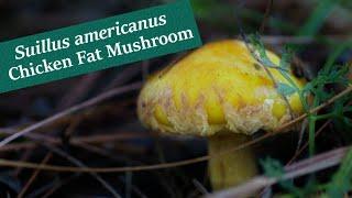 Suillus americanus - Edible Yellow Slime Mushroom