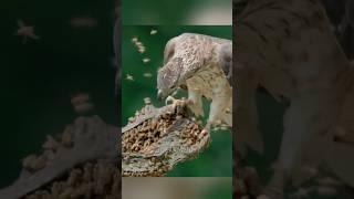 Nature's Anti-Wasp Machine