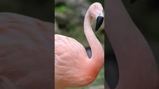 #Flamingos really are what they eat... | #AnimalPlanet #shorts