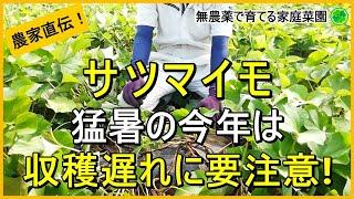 【サツマイモ】収穫時期を間違えないための試し掘りのコツ【紅はるか】【有機農家直伝！無農薬で育てる家庭菜園】　24/8/22