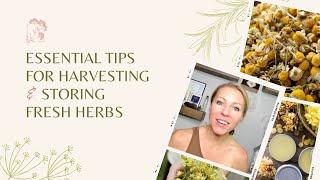 Essential Tips for Harvesting and Storing Fresh Herbs