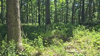 Woodland Management Moment: Oak Regeneration - Protecting Seedlings
