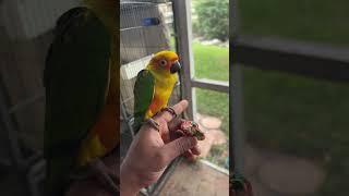 Sun conure first time eating