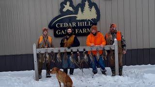 Winter Pheasant Hunt at Cedar Hill in Beaver Dam!! #hunting #pheasanthunting