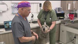 Angels for Animals adds new vets specializing in dentistry