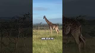 Giraffe vs. lions #wildlife