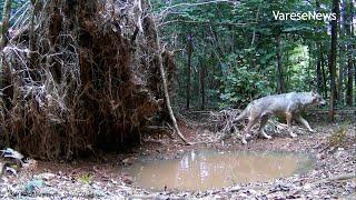 Il lupo che abita il Parco Pineta