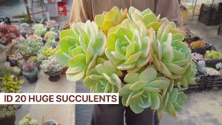 20 HUGE Succulents with ID // Joy Garden Succulent