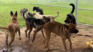 Lucky Dog Animal Rescue's Benito, Sammy, Ridgecrest, Laia, Addie, Colton, Pongo, & Cohen