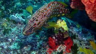 Othos dentex (Harlequin fish)